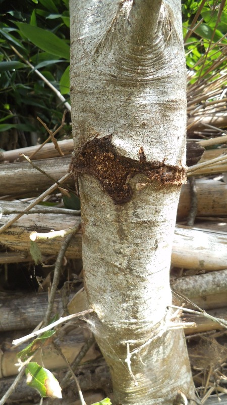 Puriri moth in Holm Oak Quercus ilex bellota